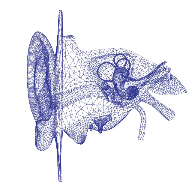 Artist rendering of internal structure of human ear